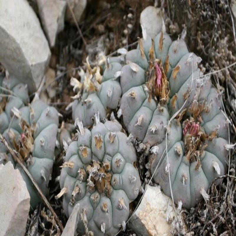 50Pcs A Set williamsii echinata seed ProQgf