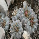 50Pcs A Set williamsii echinata seed ProQgf