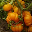 500Pcs A Set American ribbed tomato seed ProQgf