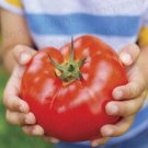 500Pcs A Set  Big Beef Hybrid Tomato seed ProQgf