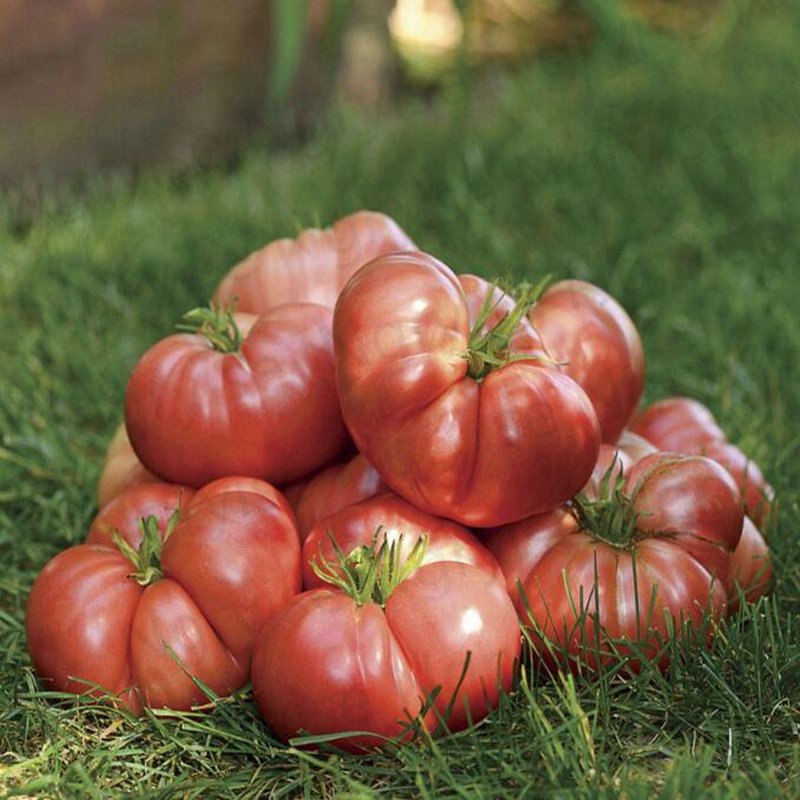 500Pcs A Set Big Brandy Hybrid Tomato seed ProQgf