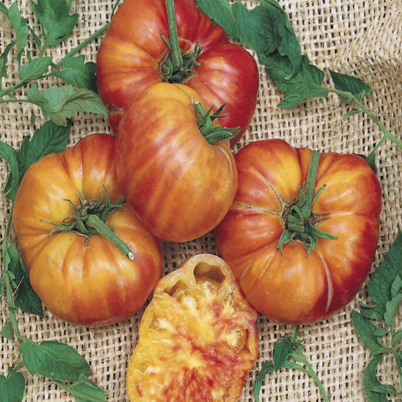 500Pcs A Set Big Rainbow Tomato seed ProQgf