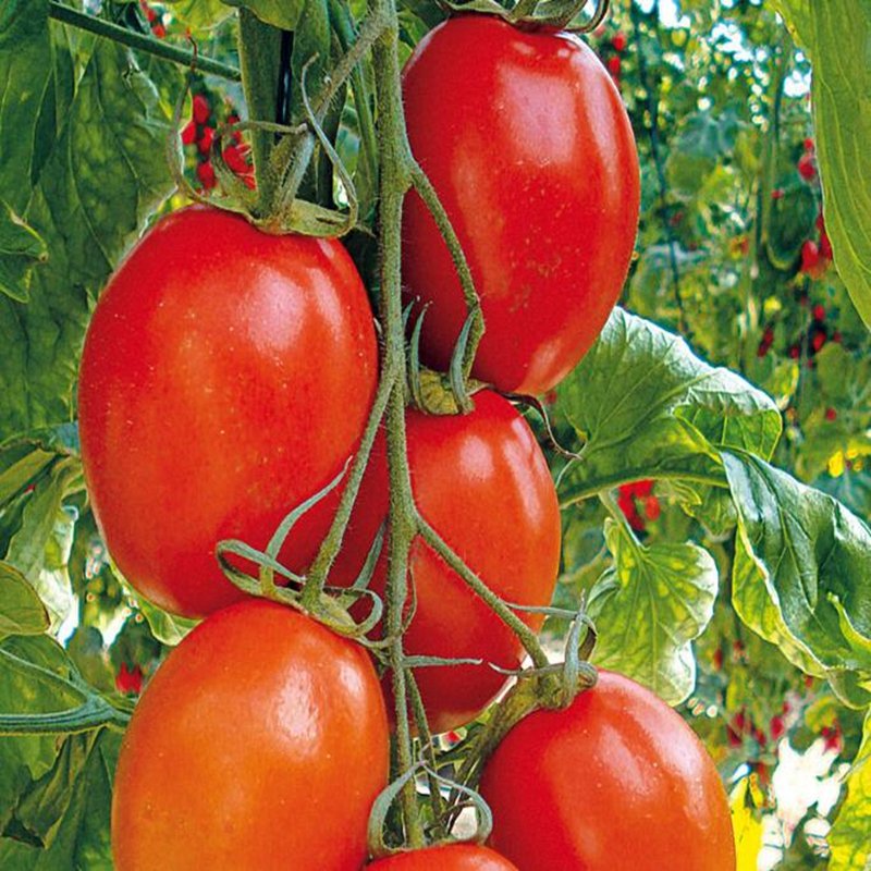 500Pcs A Set Corleone Hybrid Tomato seed ProQgf
