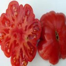 500Pcs A Set Costoluto Genovese tomato seed ProQgf
