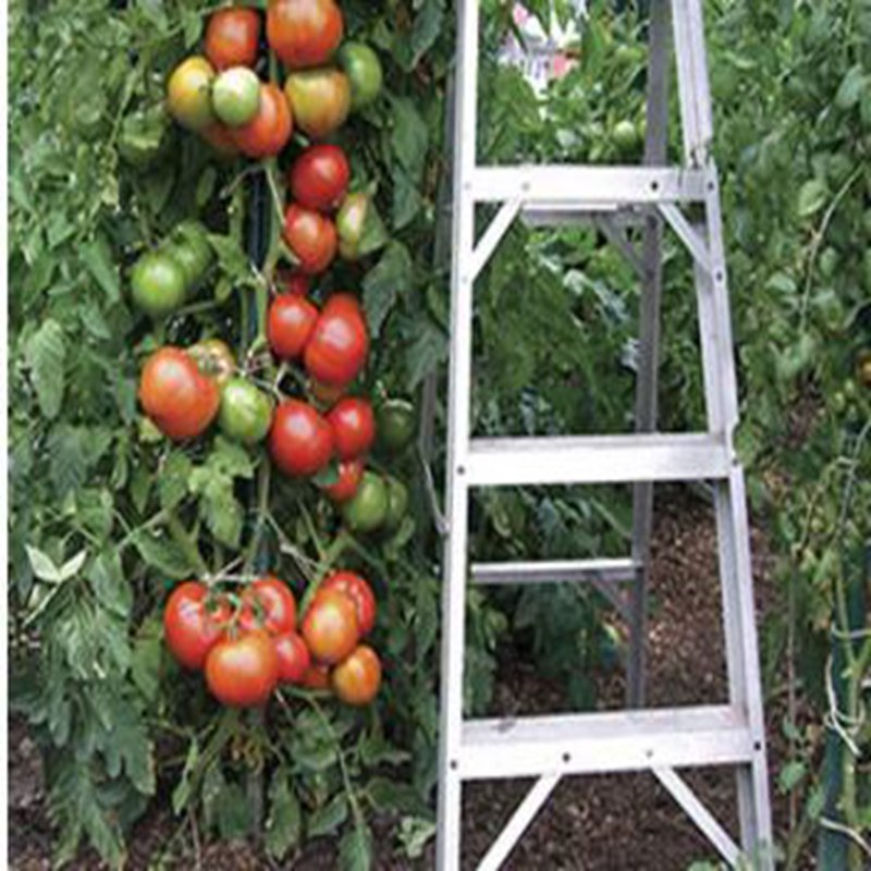 500Pcs A Set CR Improved Hybrid Tomato tomato seed ProQgf
