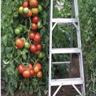 500Pcs A Set CR Improved Hybrid Tomato tomato seed ProQgf