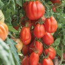 500Pcs A Set Giant Hybrid Tomato seed ProQgf