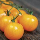 500Pcs A Set Golden Gem Hybrid Tomato seed ProQgf