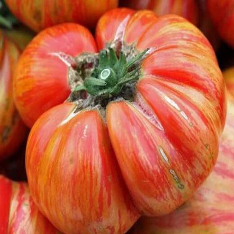 500Pcs A Set Hillbilly Tomato seed ProQgf