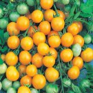 500Pcs A Set Honeybee Hybrid Tomato seed ProQgf