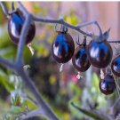 500Pcs A Set Indigo Rose Purple Cherry Tomato seed ProQgf