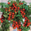 500Pcs A Set Maskotka Hybrid Tomato seed ProQgf