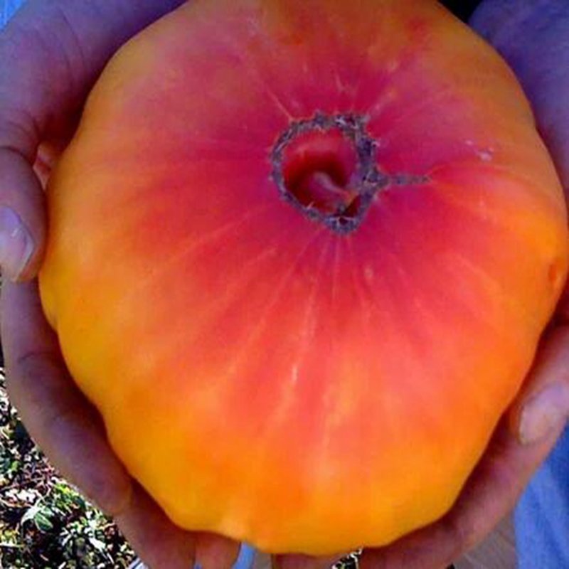 500Pcs A Set PINEAPPLE BEEFSTEAK HUGE tomato seed ProQgf