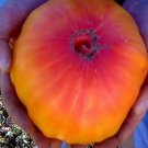 500Pcs A Set PINEAPPLE BEEFSTEAK HUGE tomato seed ProQgf