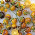 500Pcs A Set Purple Gold Cherry Tomato seed ProQgf