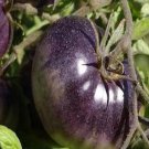 500Pcs A Set Purple Ukraine tomato seed ProQgf