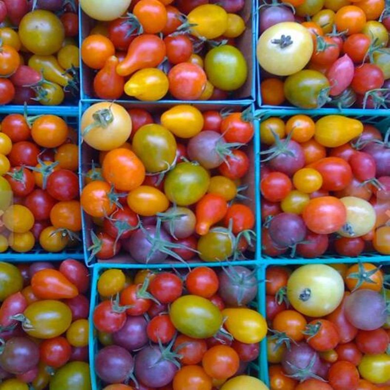 500Pcs A Set Rainbow Cherry Tomato seed ProQgf