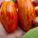 500Pcs A Set Sweet touch tomato seed ProQgf