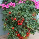 500Pcs A Set Tumbling Tom Tomato seed ProQgf