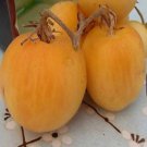 500Pcs A Set Wapsipinicon Peach tomato seed ProQgf