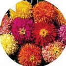 500Pcs A Set Giant Cactus Mix Zinnia Flower seed ProQgf
