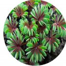 500Pcs A Set Oxalis adenophylla Purple Heart Flower seed ProQgf