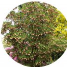 50Pcs A Set Redvein Enkianthus Tree seed ProQgf