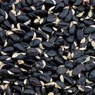 500Pcs A Set  Acacia farnesiana Tree seed ProQgf