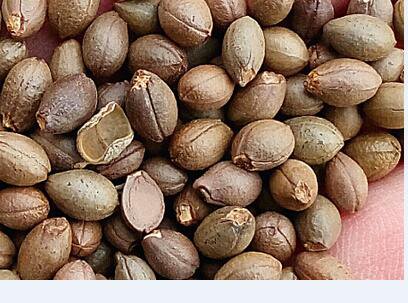 200Pcs A Set  Styrax obassia  Tree seed ProQgf
