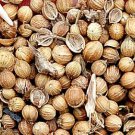 500Pcs A Set Coriandrum sativum seed ProQgf