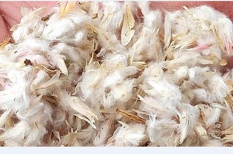 500Pcs A Set Gomphrena globosa seed ProQgf