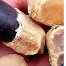 2Pcs A Set buddhi tree seed ProQgf