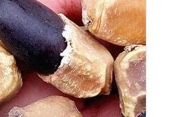 2Pcs A Set buddhi tree seed ProQgf