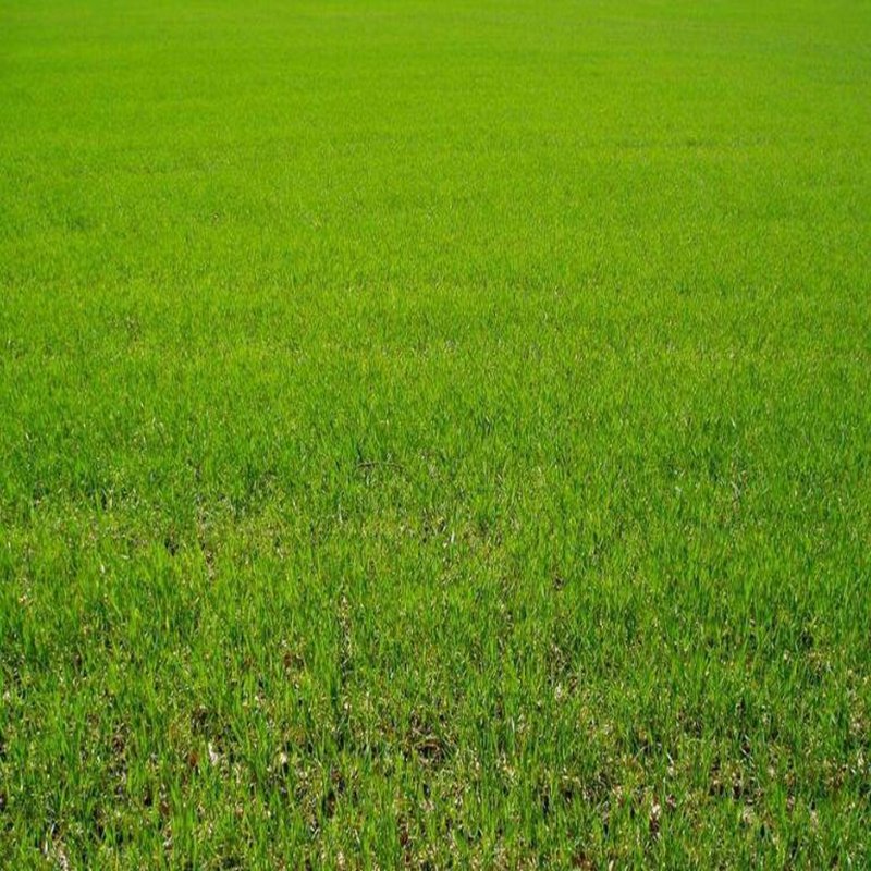 5000Pcs A Set Cynodon dactylon grass seed ProQgf