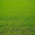 5000Pcs A Set Cynodon dactylon grass seed ProQgf