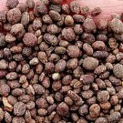 500Pcs A Set  Impatiens balsamina  seed ProQgf