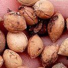 300Pcs A Set  Cerasus humilis seed ProQgf