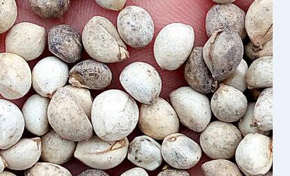 100Pcs A Set  Sapium sebiferum seed ProQgf