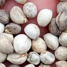 100Pcs A Set  Sapium sebiferum seed ProQgf