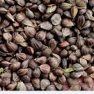 500Pcs A Set  Carpinus turczaninowii tree seed ProQgf