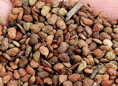 2000Pcs A Set  Cotinus coggygria tree seed ProQgf