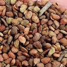 2000Pcs A Set  Cotinus coggygria tree seed ProQgf