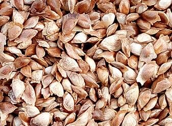 500Pcs A Set  Larix gmelinii Tree seed ProQgf