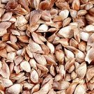 500Pcs A Set  Larix gmelinii Tree seed ProQgf