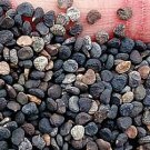500Pcs A Set  madura Datura stramonium seed ProQgf