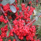 300Pcs A Set  Pyracantha fortuneana seed ProQgf