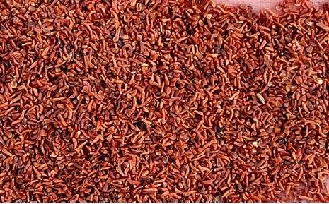 3000Pcs A Set Eucalyptus robusta Tree seed ProQgf
