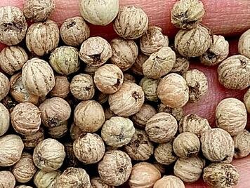 300Pcs A Set Bothrocaryum controversum Tree seed ProQgf