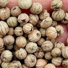300Pcs A Set Bothrocaryum controversum Tree seed ProQgf