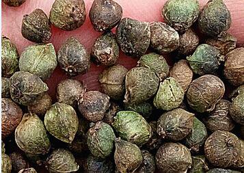 300Pcs A Set Zelkova serrata Tree seed ProQgf